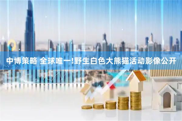 中博策略 全球唯一!野生白色大熊猫活动影像公开